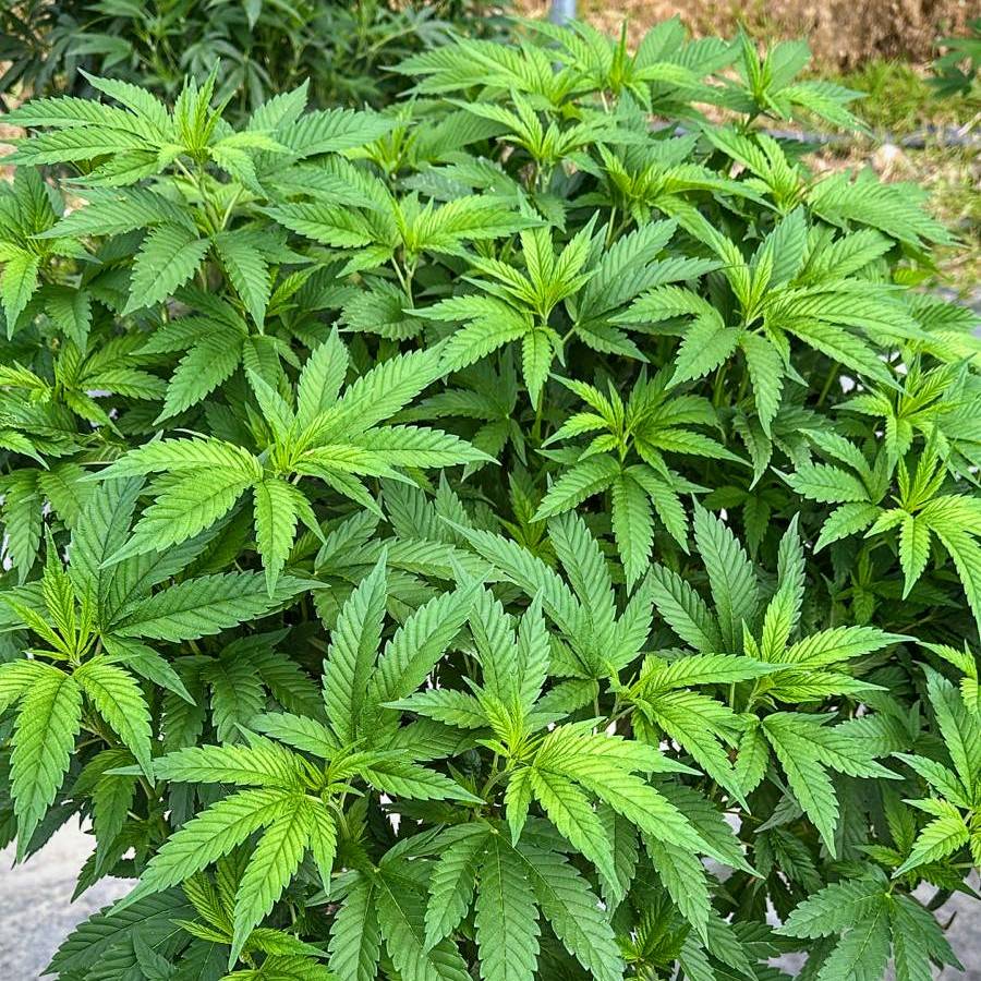 Fotografía planta Índica Marihuana