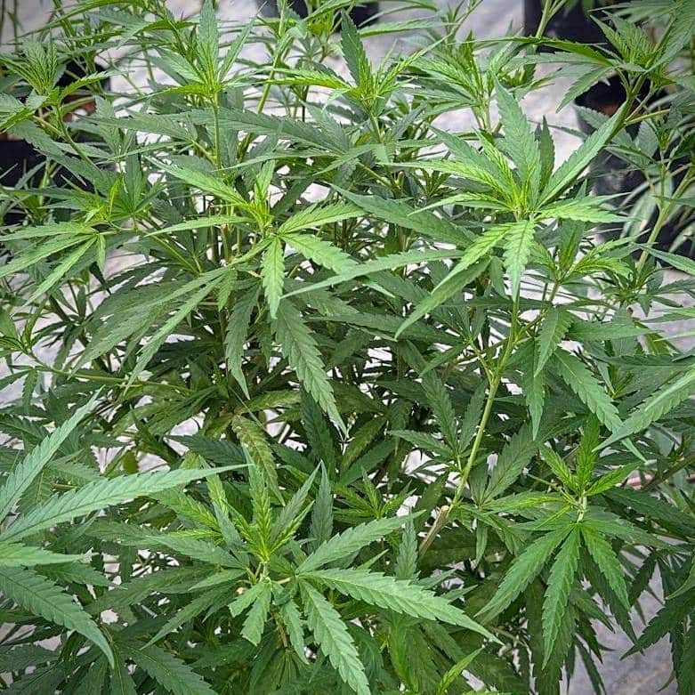 Foto Marihuana sativa