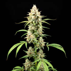 FEM Amnesia Haze x White Widow