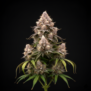 AUTO Critical x Auto Fruit