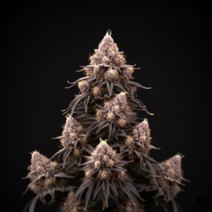 AUTO Fruit x Auto Fruit