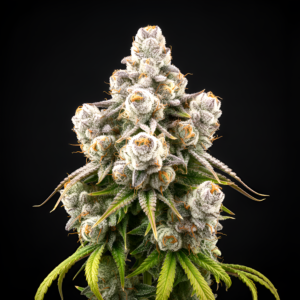 AUTO Fruit x Auto Green Poison