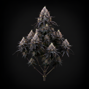 AUTO Green Poison x Auto Fruit