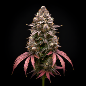 AUTO Green Poison x Auto Green Poison