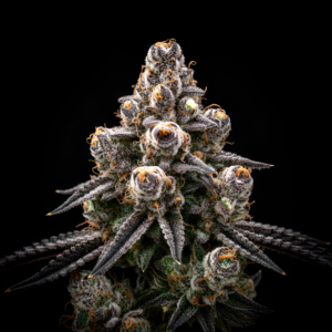 AUTO Sad x Auto Green Poison