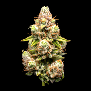 AUTO Strawberry Haze x Auto Green Poison