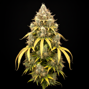 FEM Blackyard Banana x Pink Honey #10