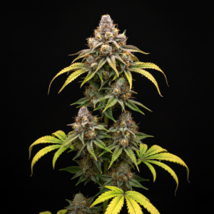 FEM Banana Butter Cups x Pink Honey #10