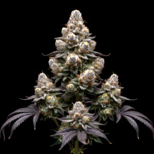 FEM Blue Zushi x Pink Honey #10