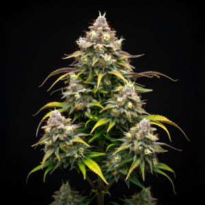 FEM Bomba x Runtz #2 x Pink Honey #10