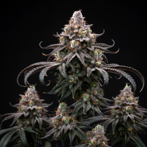 FEM Dark Hokuzai x Chiquita Banana