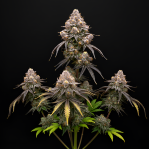 FEM Dragon Fruit Triploide x Pink Honey #10