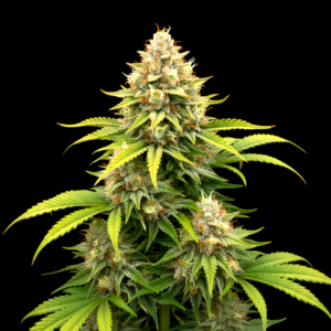 FEM Empress #2 x Chiquita Banana