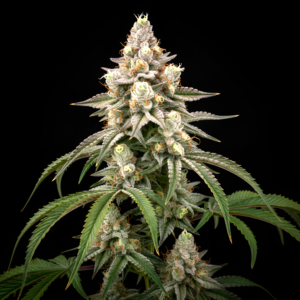 FEM Empress #2 x WB Bubba