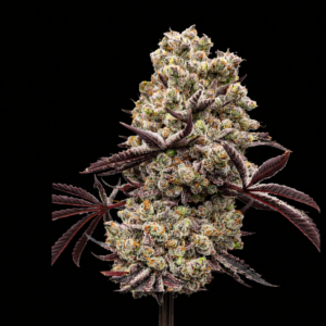 FEM Hokuzai x WB Bubba