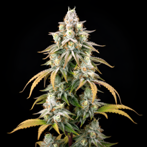 FEM Honey Banana x Fresca Melon x Pink Honey #10