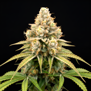 FEM Honey Pot x Pink Honey #10