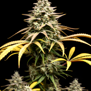 FEM Mango Punch x WB Bubba