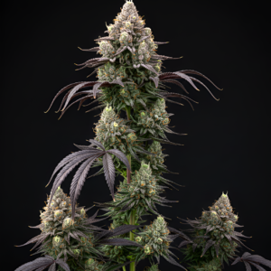 FEM Obama Runtz x Chiquita Banana