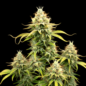 FEM Panama 12 x Pink Honey #10