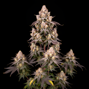 FEM Pink Honey #4 x Pink Honey #10