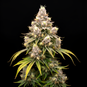 FEM Pink Limez x Pink Honey #10