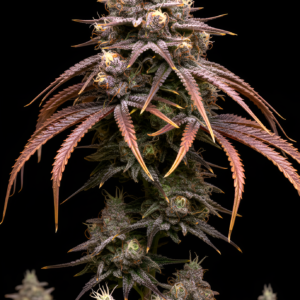 FEM Purple Punch x WB Bubba