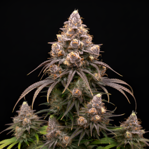 FEM RS11 x Chiquita Banana