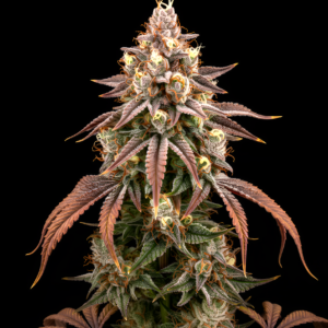 FEM Red Sunshine x WB Bubba