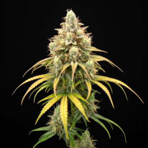 FEM Sstrawberry Haze x Chiquita Banana