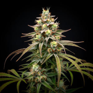 FEM Strawberry Haze x WB Bubba