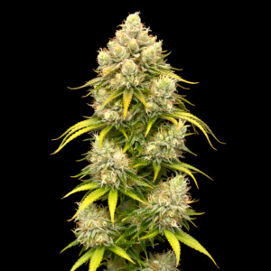 FEM Strawberry Mango x Grandaddy Purple