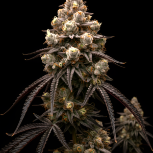 FEM Strawberry Mango x WB Bubba