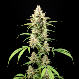 FEM Strawberry Mango x White Widow