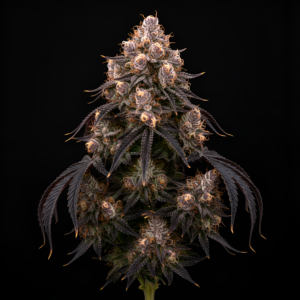 FEM Sunset Gas x Pink Honey #10