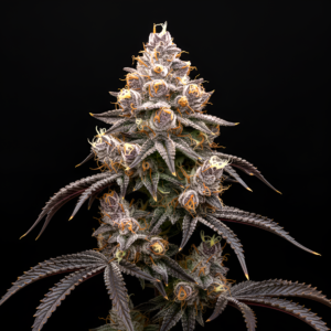 FEM Super Boof x Pink Honey #10