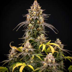 FEM Tiger Eye x Pink Honey #10