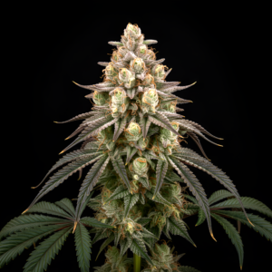 FEM Tropic Punch x WB Bubba