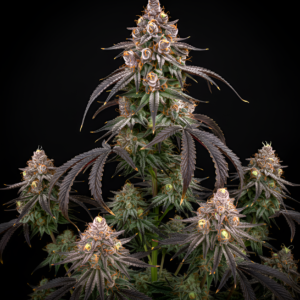 FEM Tropicana Cookies x Chiquita Banana