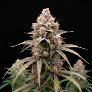 FEM Watermelon Zkittlez x WB Bubba