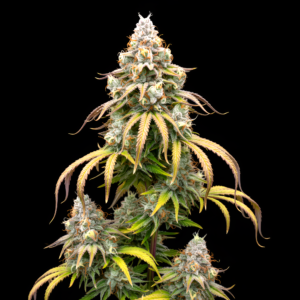 FEM Zowah and Papaya x Pink Honey #10