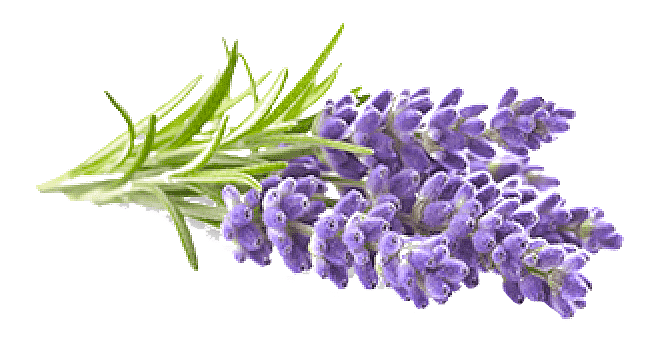 Lavender