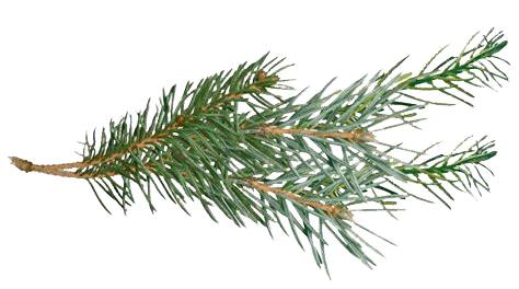 Pine