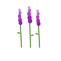 Lavanda